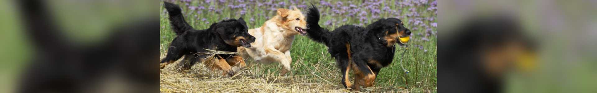 1920-300-hovawart-spelen