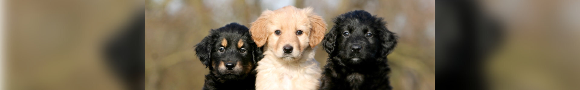 1920-300-hovawarts-puppies-frontaal