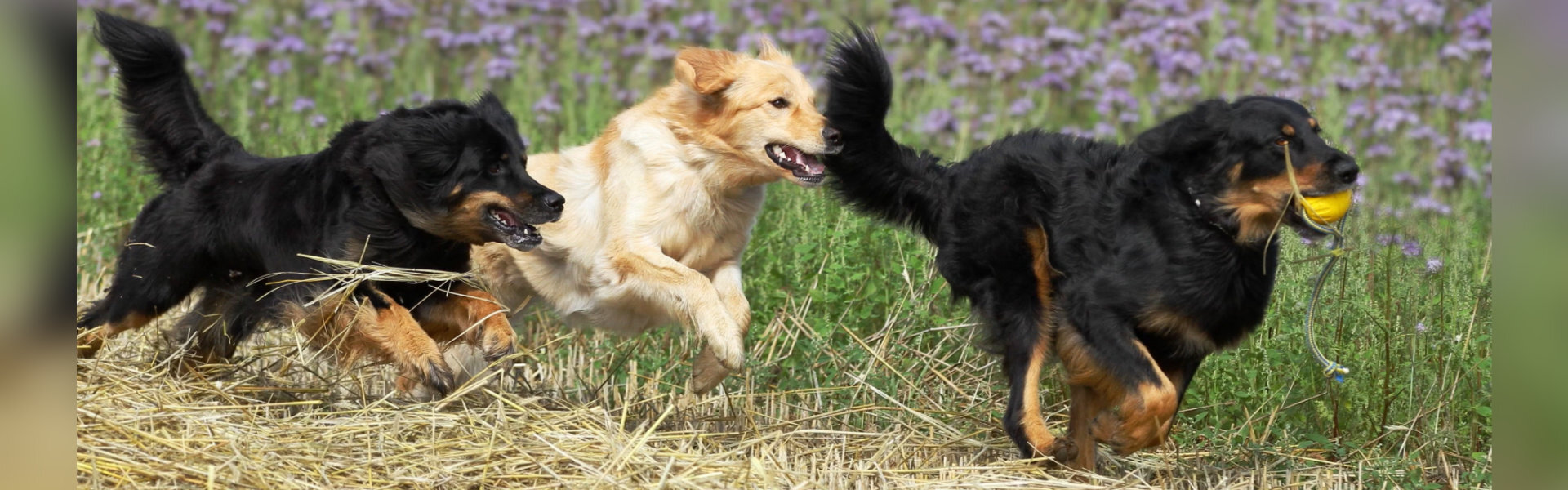 1920-600-hovawart-spelen