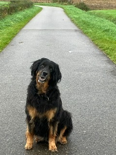 Tess
