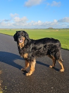 Tess