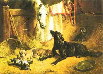 Hondenfamilie met oude knol