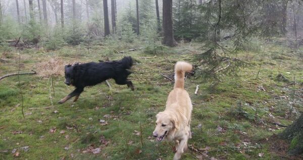 hovawartrasverenigingnederland-34-720x380