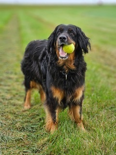 Tess