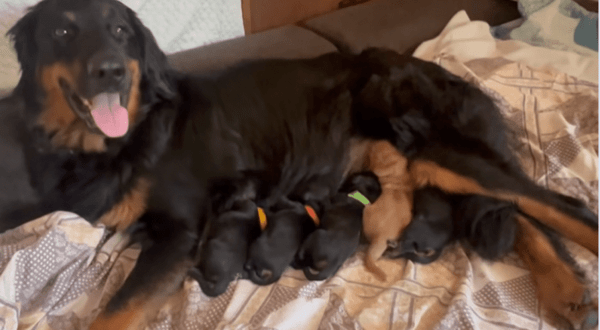 yaira-pups-1