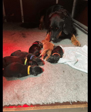 yaira-pups-2